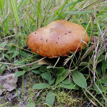 Agroturystyka Pod Dobrymi Skrzydlami Wiski Exteriör bild